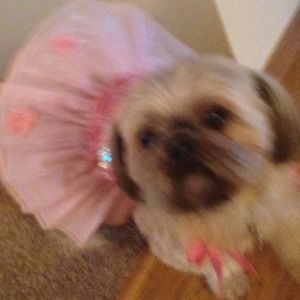 Meet your Posher, Diane